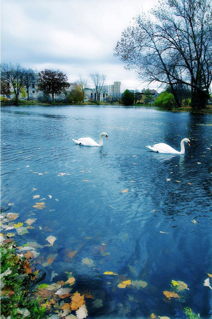 Swans on Lake LaVerne