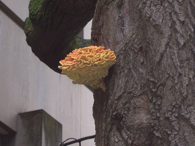 Strange Growth on a Tree