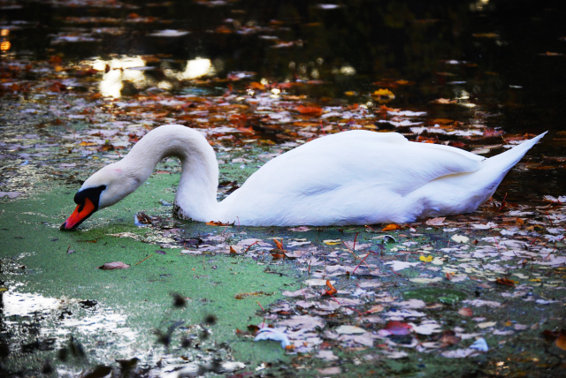Swan swimming through the moss