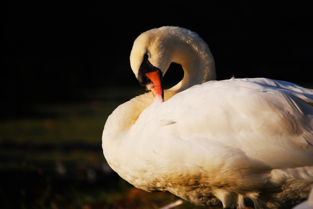 Swan in the sunlight