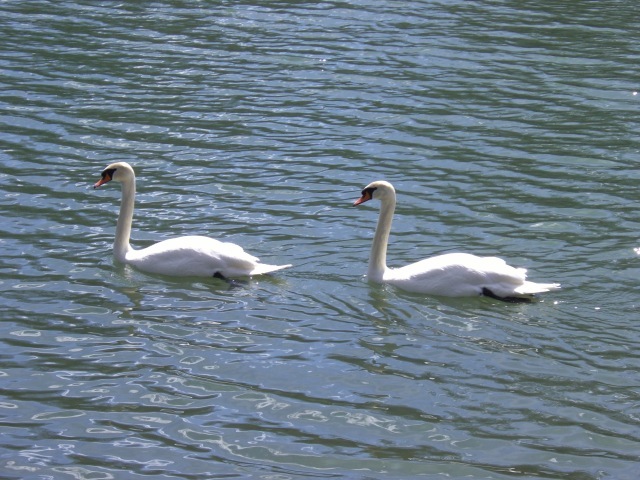 Swans in Sync