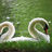 Two-headed Swan