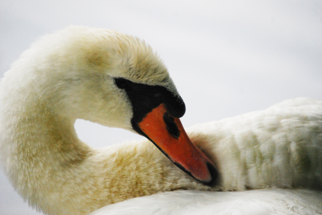 Close up of Swan
