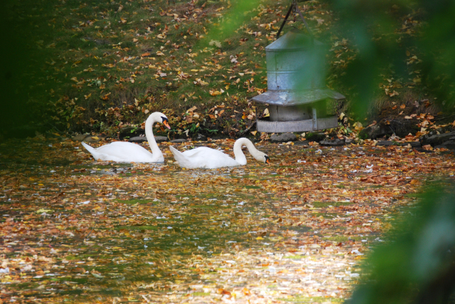 Swans swimming in a sea of leaves