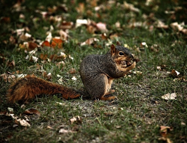 A Starving Squirrel