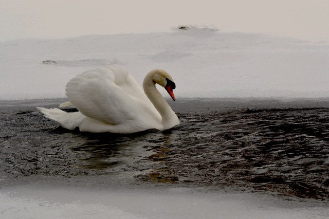 Aren't you cold, swan?