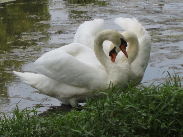 Swan's Heart at Lake Laverne