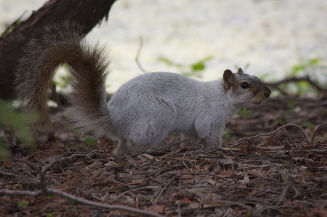 ISU's White Squirrel