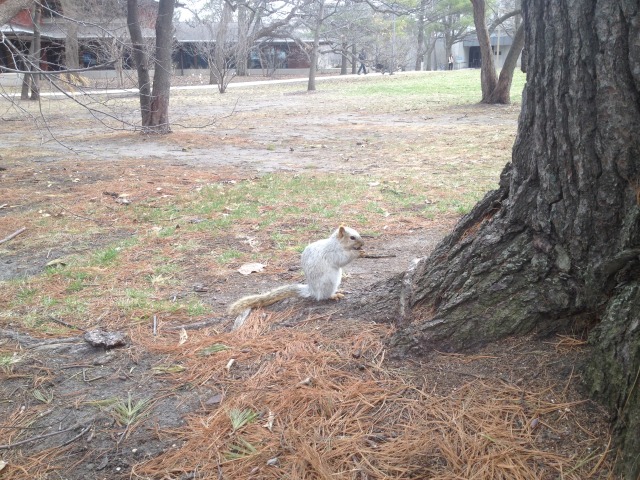 Famous ISU White Squirrel