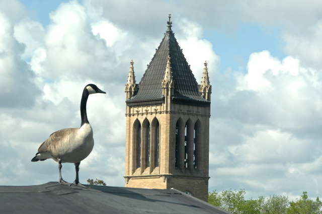 Goose's view of campus