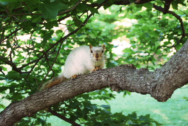 The Famous White Squirrel