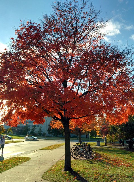 Red tree in front of Armory/Osborn