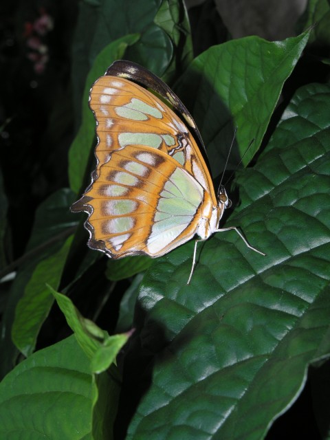 Siproeta stelenes in the Christina Reiman Butterfly Wing at Reiman Gardens