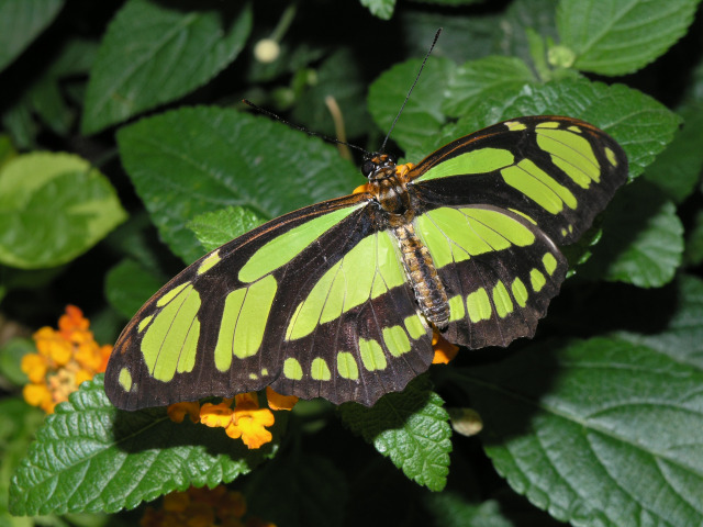 Philaethra dido in the Christina Reiman Butterfly Wing at Reiman Gardens