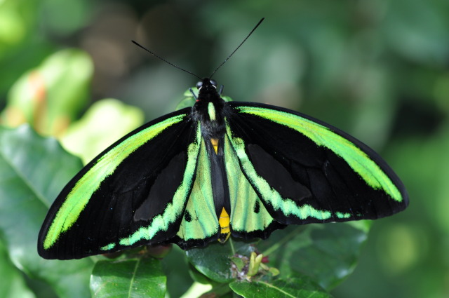 Ornithoptera priamus in the Christina Reiman Butterfly Wing at Reiman Gardens
