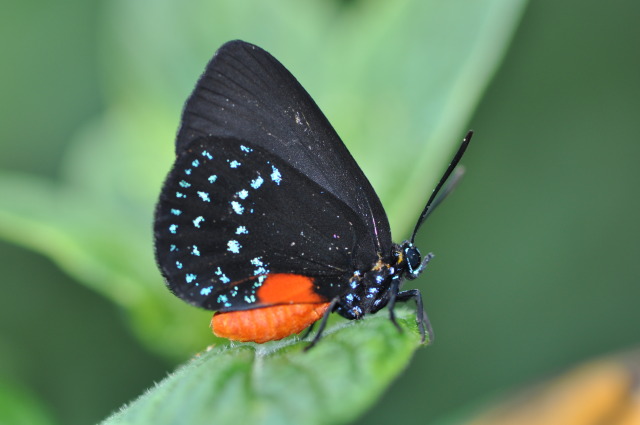 Eumaeus atala in the Christina Reiman Butterfly Wing at Reiman Gardens