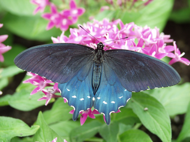 Battus philenor in the Christina Reiman Butterfly Wing at Reiman Gardens