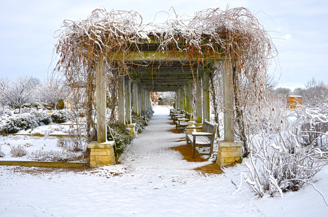 Jones Rose Garden at Reiman Gardens in the winter