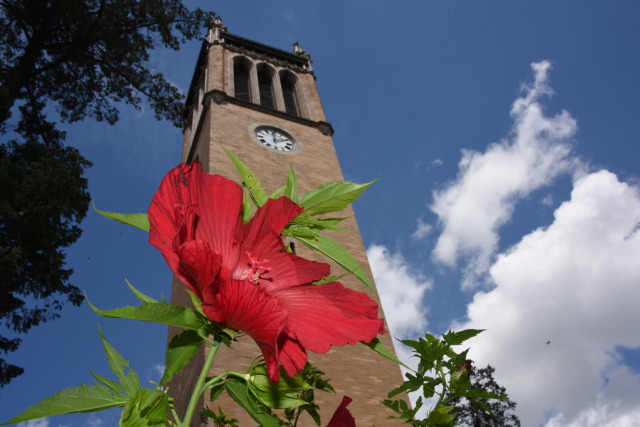 Campanile with red hibiscus