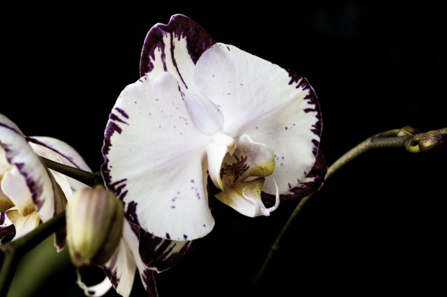 Purple Orchid. The significant one.