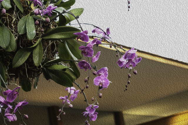 The Hanging Orchids