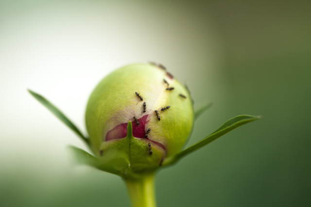 The ants also are waiting for Paeonia spp to bloom!