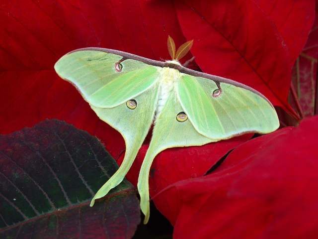 Actias luna in the Christina Reiman Butterfly Wing