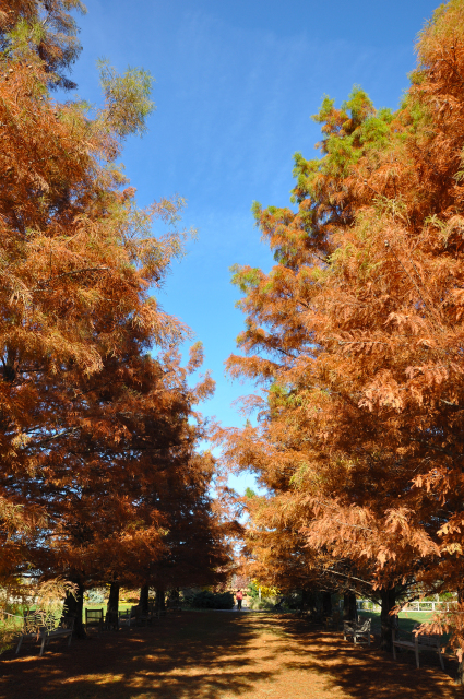 Bald Cypress Allee late fall
