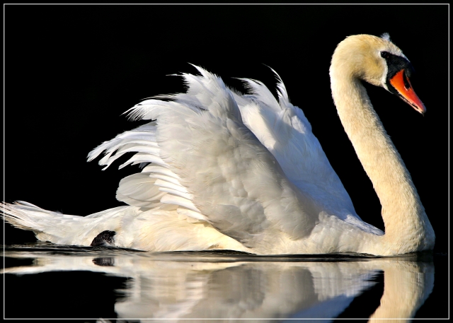 Swan bathed in morning sunlight