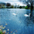 Swans on Lake LaVerne
