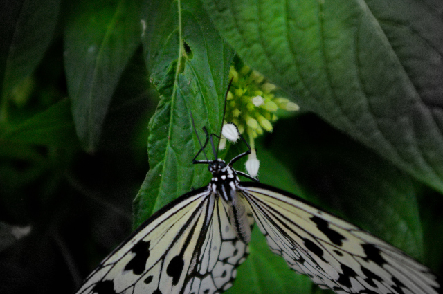Butterfly in Reiman Gardens