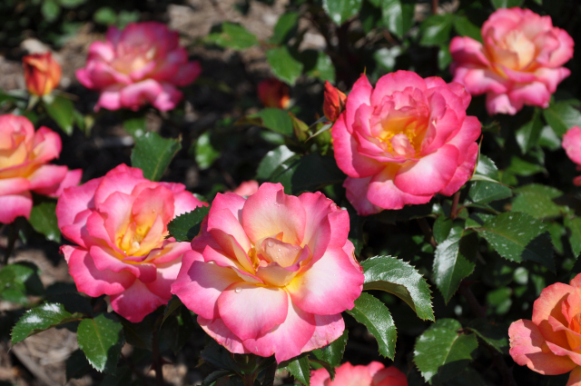 Roses at Reiman Gardens