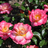 Roses at Reiman Gardens