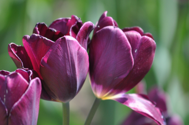 Tulips at Reiman Gardens