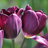 Tulips at Reiman Gardens