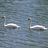 Swans in Sync