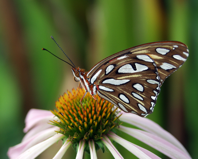 Butterfly at Reiman Gardens