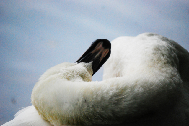 Interesting angle of a swan