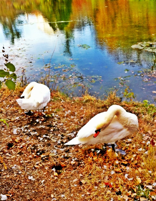 Amor Swans