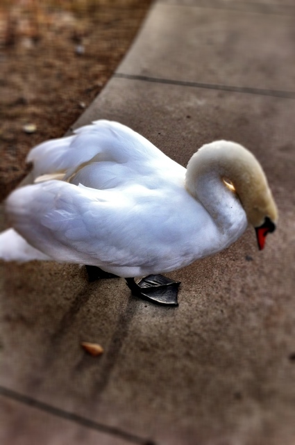 The white swan