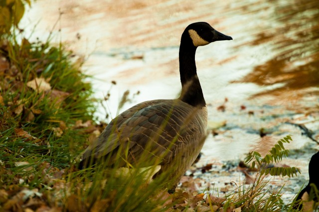 Wild Geese at owen lake