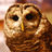 Wildlife Care Center - Owl