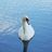 Swan on Lake Laverne