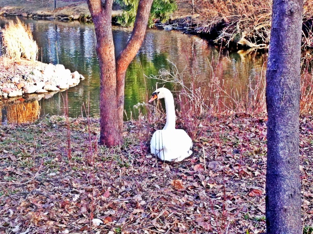 A swan's spring beginning