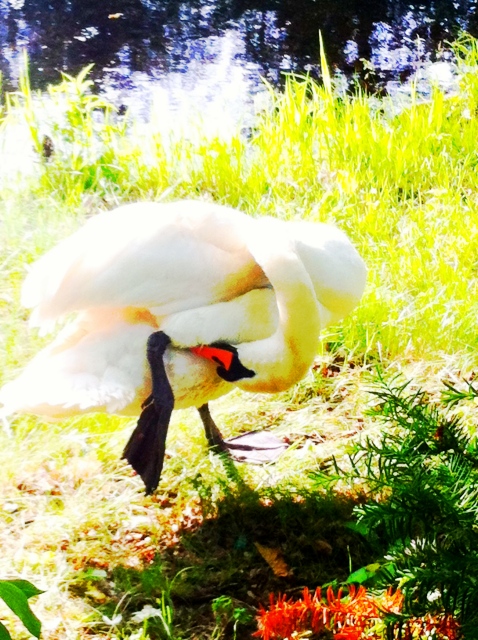 Morning Swan!