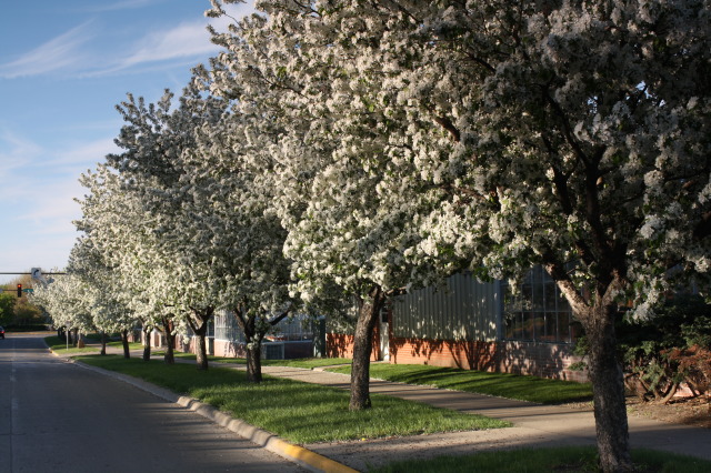 Wallace Road on campus