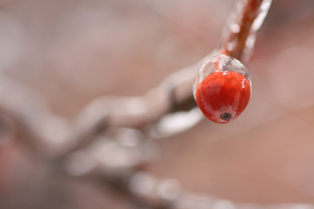 Frozen cherry