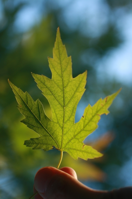 textured leaf