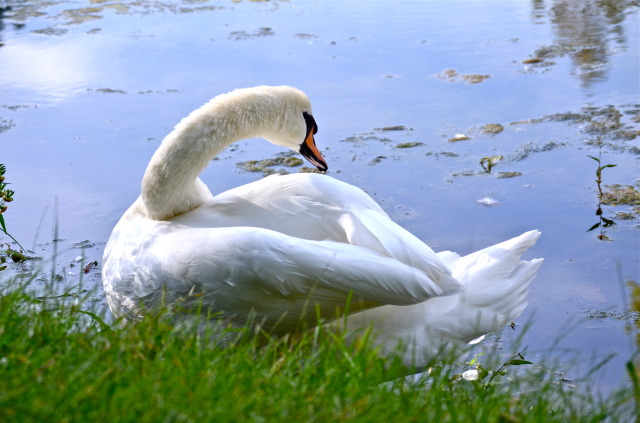 Swan by Lake Laverne