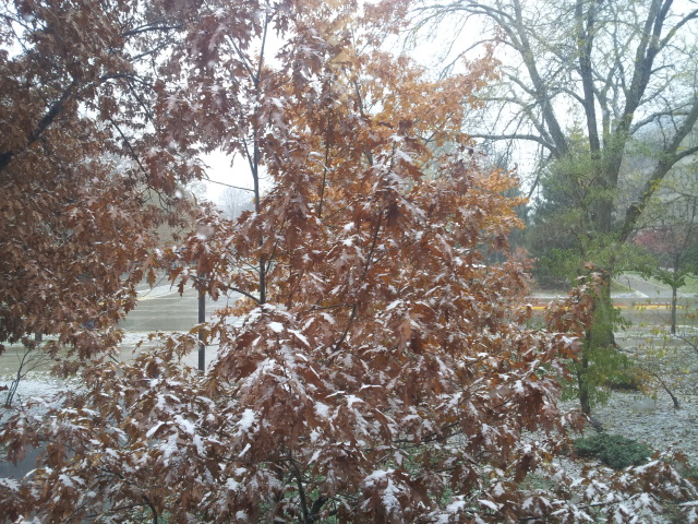 Season's first snow fall